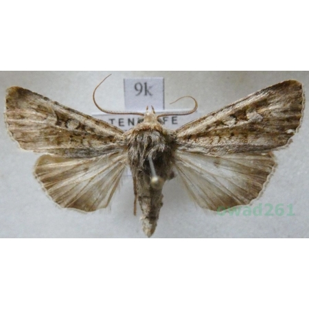 Abrostola canariensis Hampson, 1913 Spain, Tenerife9k